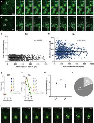 Reelin Is Required for Maintenance of Granule Cell Lamination in the Healthy and Epileptic Hippocampus